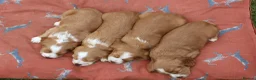 Cocker Spaniel dogs for sale: KC registered Working Cocker bitch pups - Advert 15
