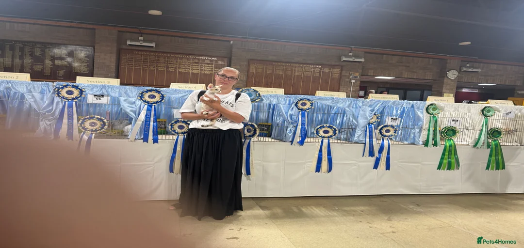 Gallery Image {{count}}