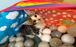 Domestic Shorthair cats for sale: BEAUTIFUL, FRIENDLY KITTENS FOR SALE!!🐈❤️ - Image 2