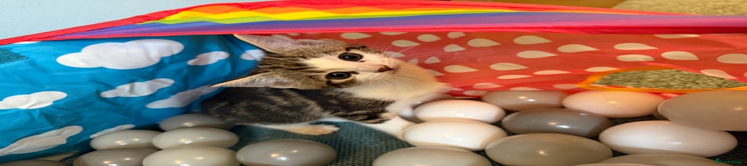 Domestic Shorthair Kitten 4