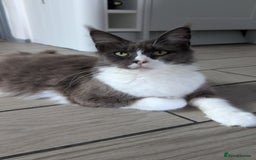 Maine Coon cats for sale: Beautiful Maine Coon Girl - Image 2