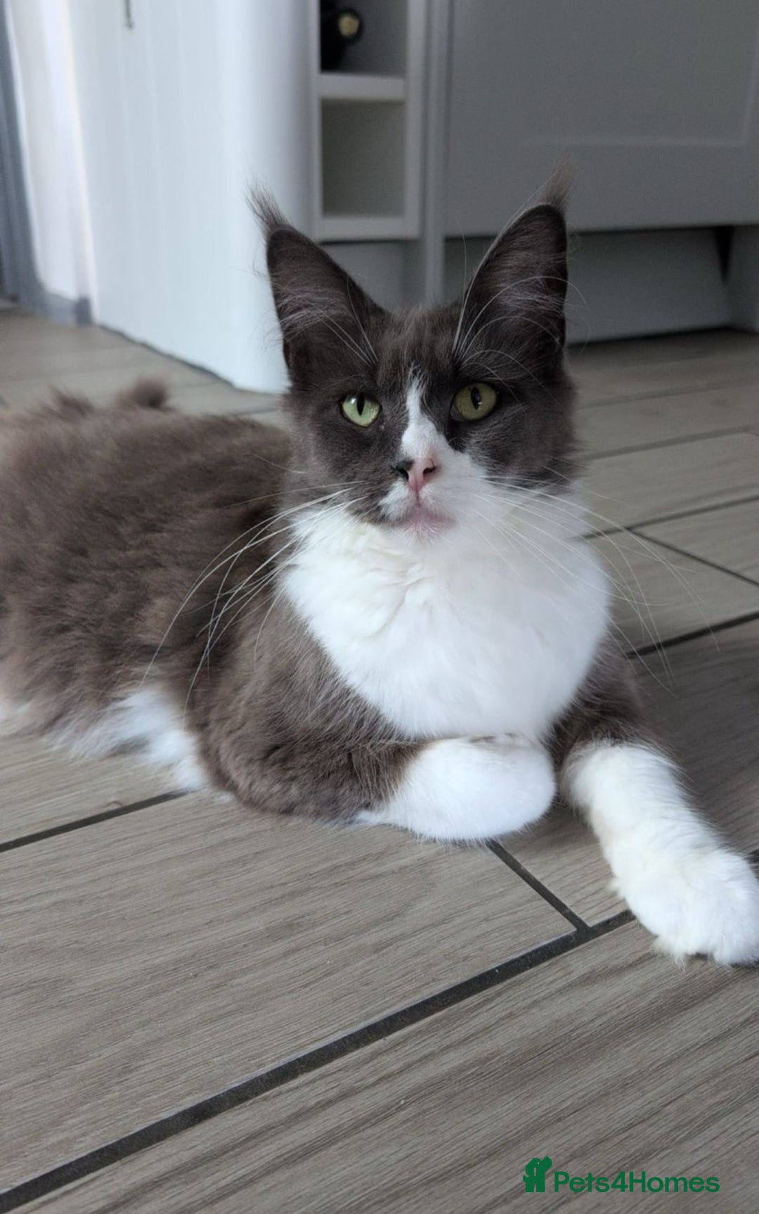 Maine Coon cats for sale: Beautiful Maine Coon Girl - Image 2