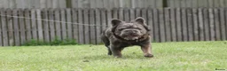 French Bulldog dogs for stud:  **  Fluffy Frenchie Stud  in Birmingham - Advert 6
