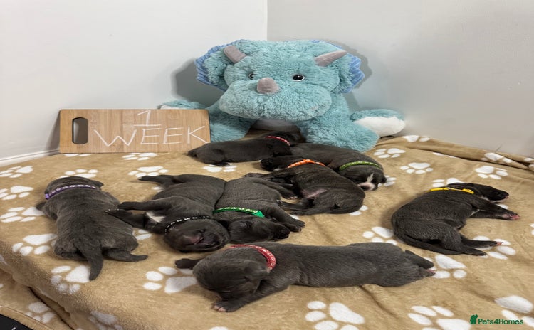 Cane Corso dogs - Advert 2