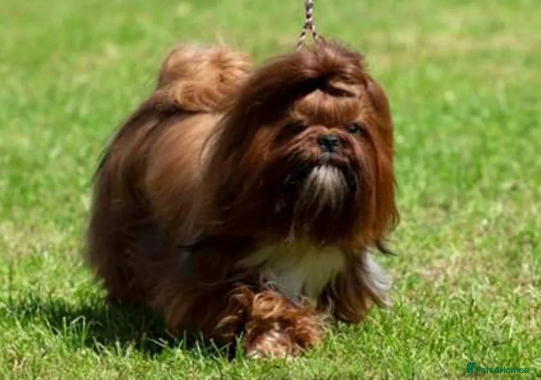 Shih Tzu dogs for stud: Ch Sired Boy At Stud in Wakefield - Advert 2