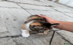 Mixed Breed cats for sale: loved and cared for kittens looking for new home🥹 - Image 10
