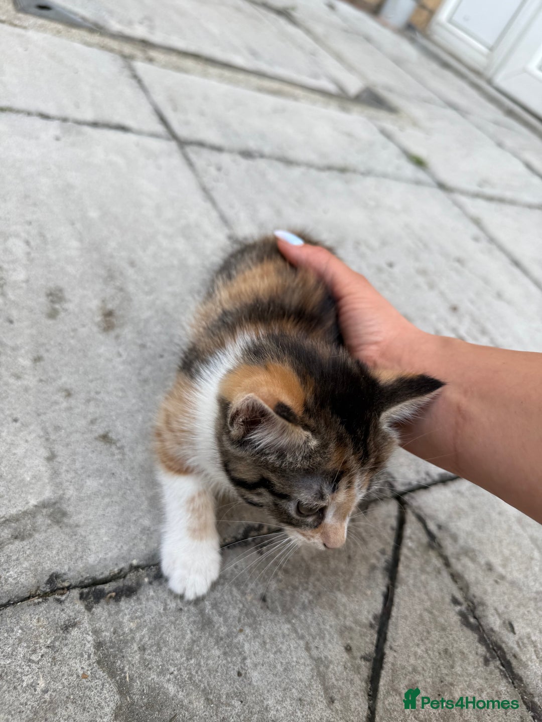 Mixed Breed cats for sale: loved and cared for kittens looking for new home🥹 - Image 10