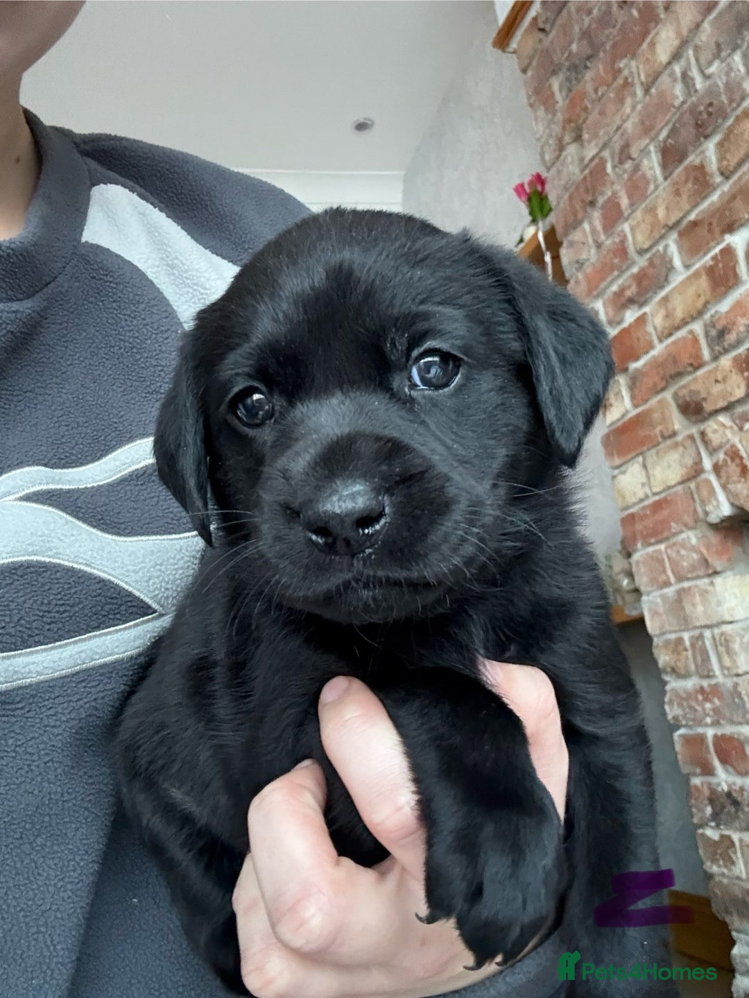 Labrador Retriever dogs for sale: Gorgeous chunky black lab pups🖤 - Advert 28