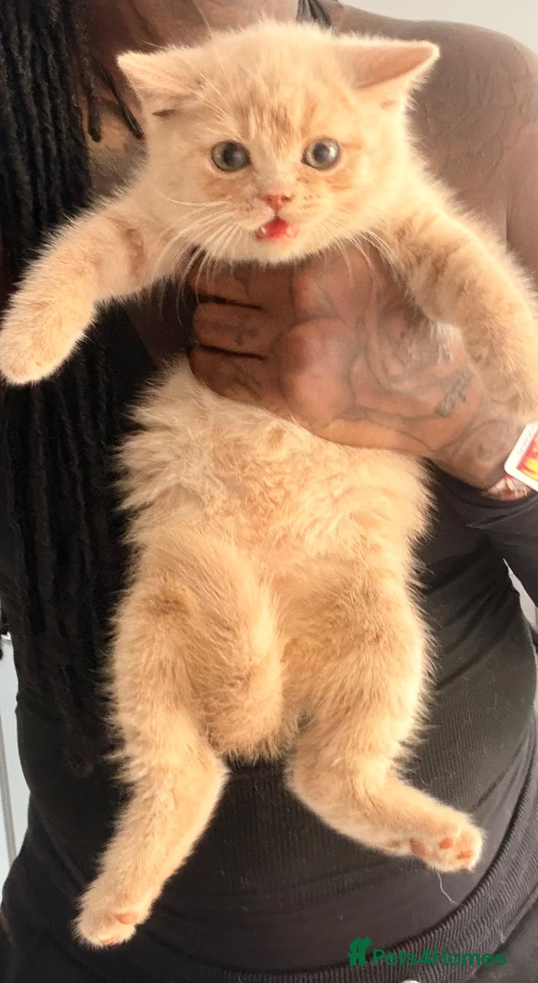 British Shorthair cats for sale: TWO MALE CREAM BRITISH SHORTHAIRS FOR SALE  - Advert 2