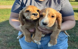 Cocker Spaniel dogs for sale: Ready To Go Now Lovely Cocker Spaniel Puppies - Image 6