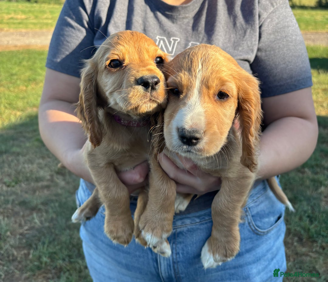 Cocker Spaniel dogs for sale: Ready To Go Now Lovely Cocker Spaniel Puppies - Image 6