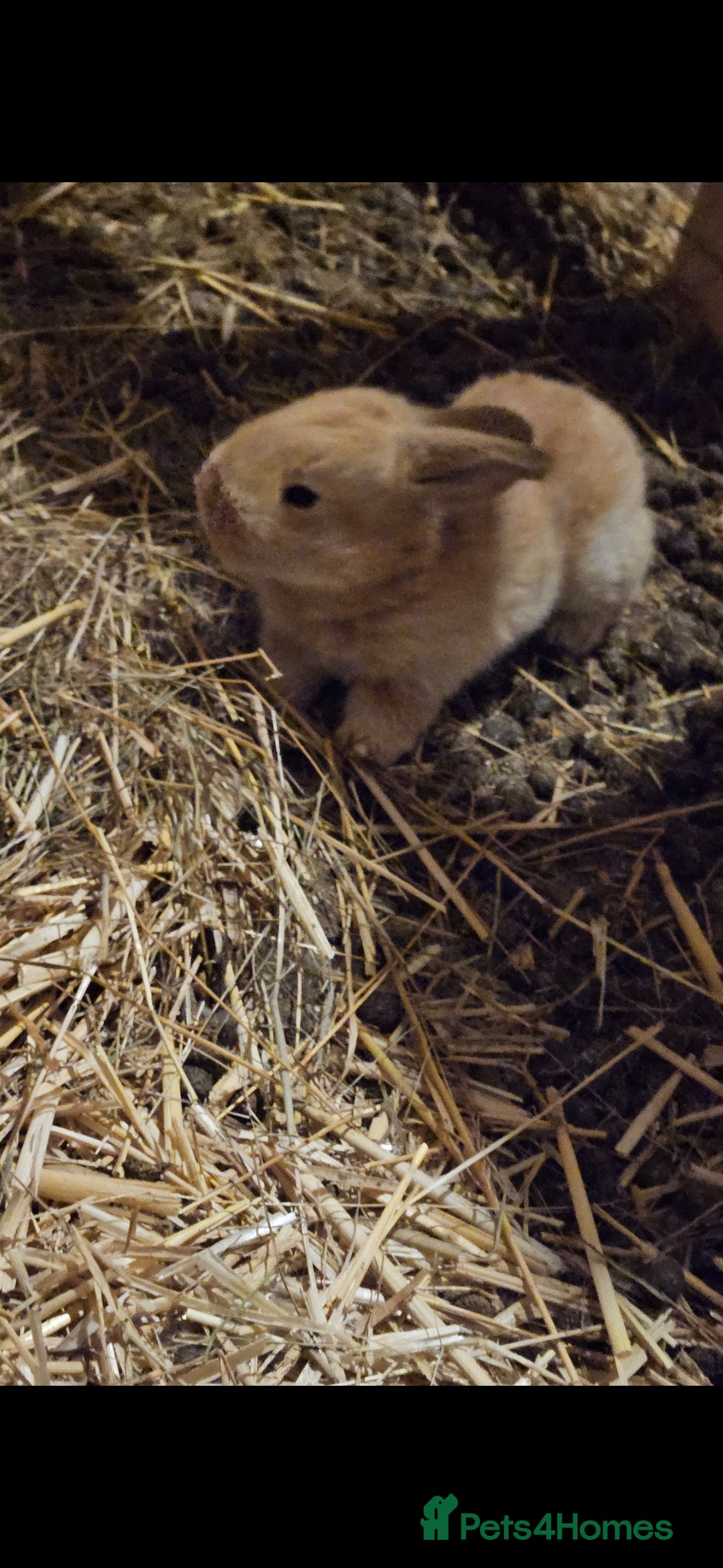 Continental Giant rabbits Continental giant babies  - Advert 22