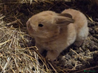 Continental Giant rabbits Continental giant babies - Advert 22