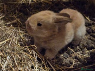 Continental Giant rabbits Continental giant babies - Advert 19