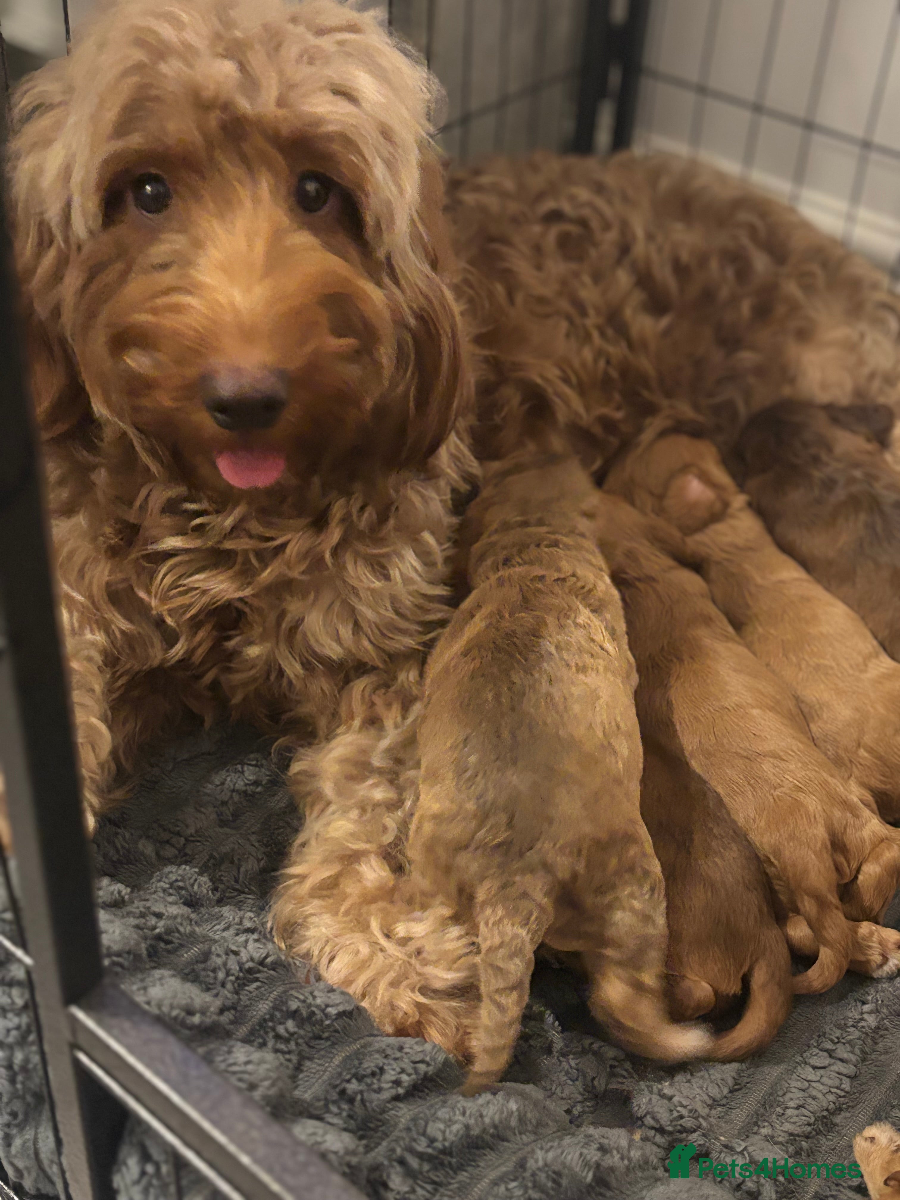 Cockapoo dogs 8 beautiful cockapoo puppies  - Advert 13