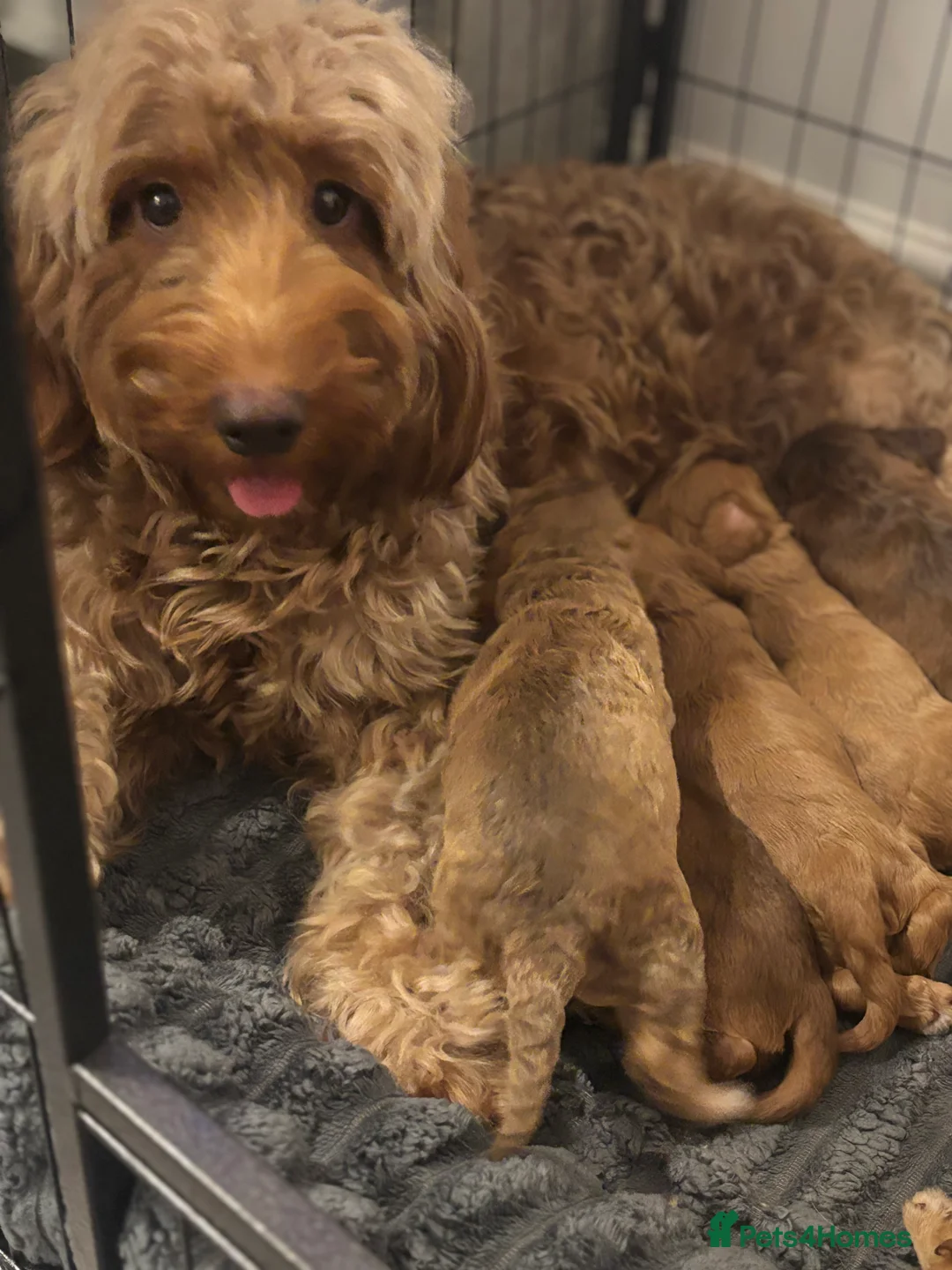 Cockapoo dogs for sale: 8 beautiful cockapoo puppies  - Advert 1