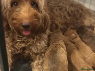 Cockapoo dogs 8 beautiful cockapoo puppies - Advert 13