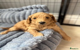 Goldendoodle dogs for sale: Stunning F2B Goldendoodles - Image 2