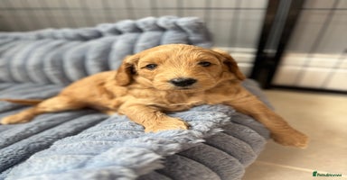 Goldendoodle dogs - Advert 16