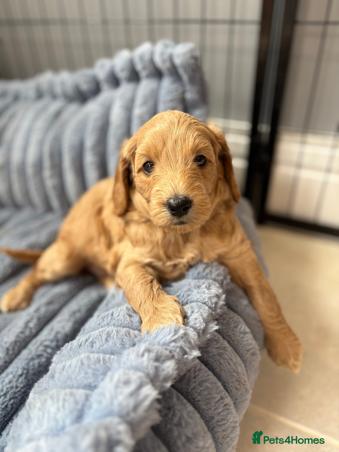 Goldendoodle dogs for sale: Stunning F2B Goldendoodles - Image 2
