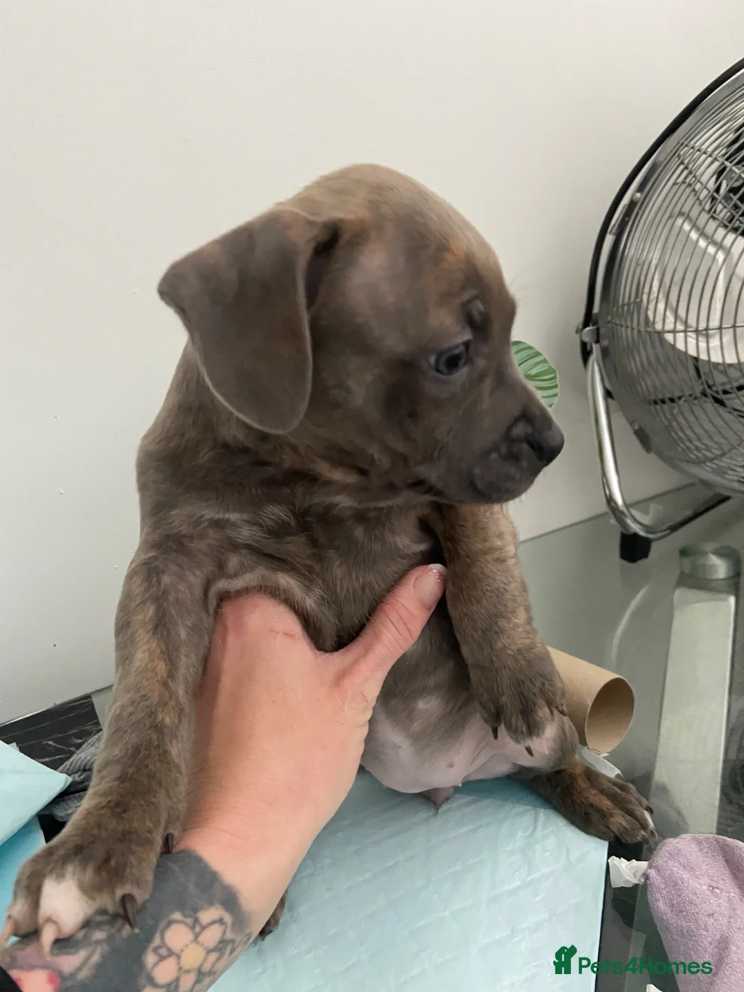 Staffordshire Bull Terrier dogs for sale: Blue and light staffys in Wigan - Advert 10