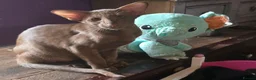 Oriental cats for sale: Cinnamon Oriental Boy - Advert 5