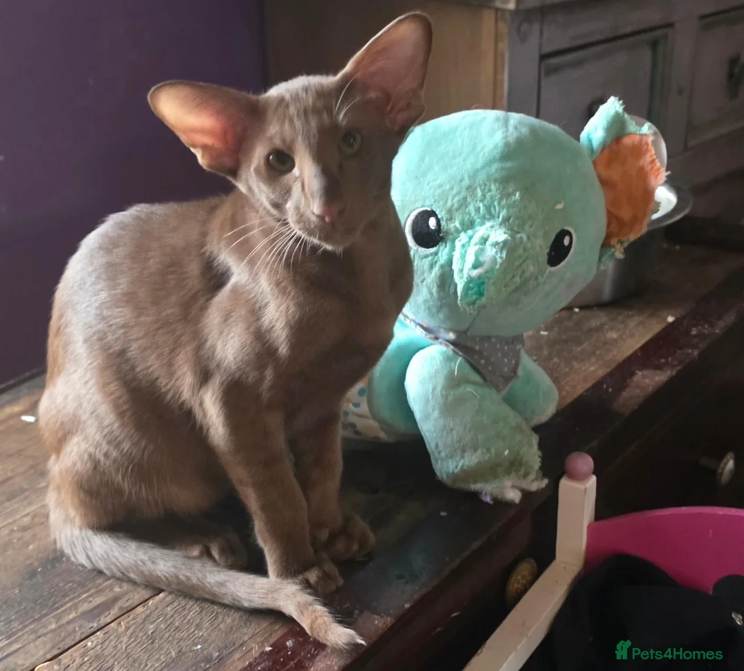 Oriental cats for sale: Cinnamon Oriental Boy - Advert 5