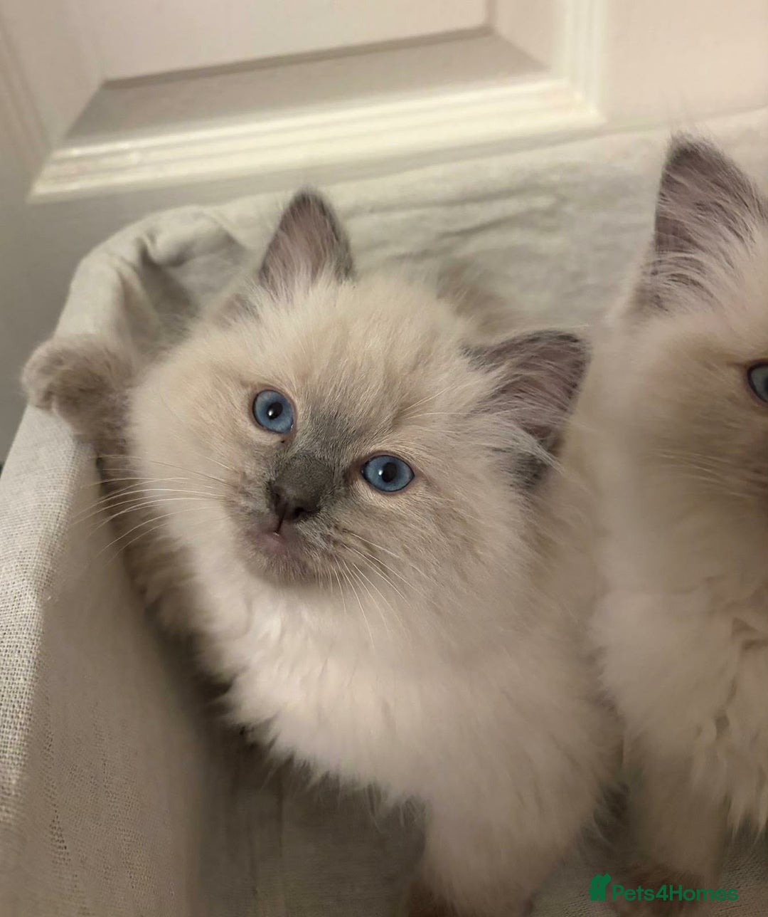 Ragdoll cats for sale: 3 GORGEOUS RAGDOLL BOY KITTENS READY NOW - Advert 4
