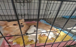 Mixed Breed dogs for sale: Jack russell, pomeranian, chihuahua girl pups - Image 1