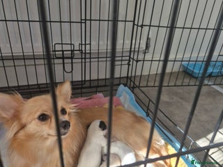 Mixed Breed dogs - Advert 15