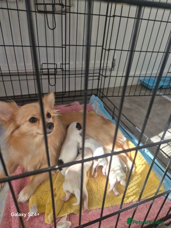 Mixed Breed dogs - Advert 2