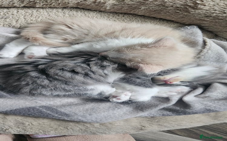 Mixed Breed cats - Advert 13