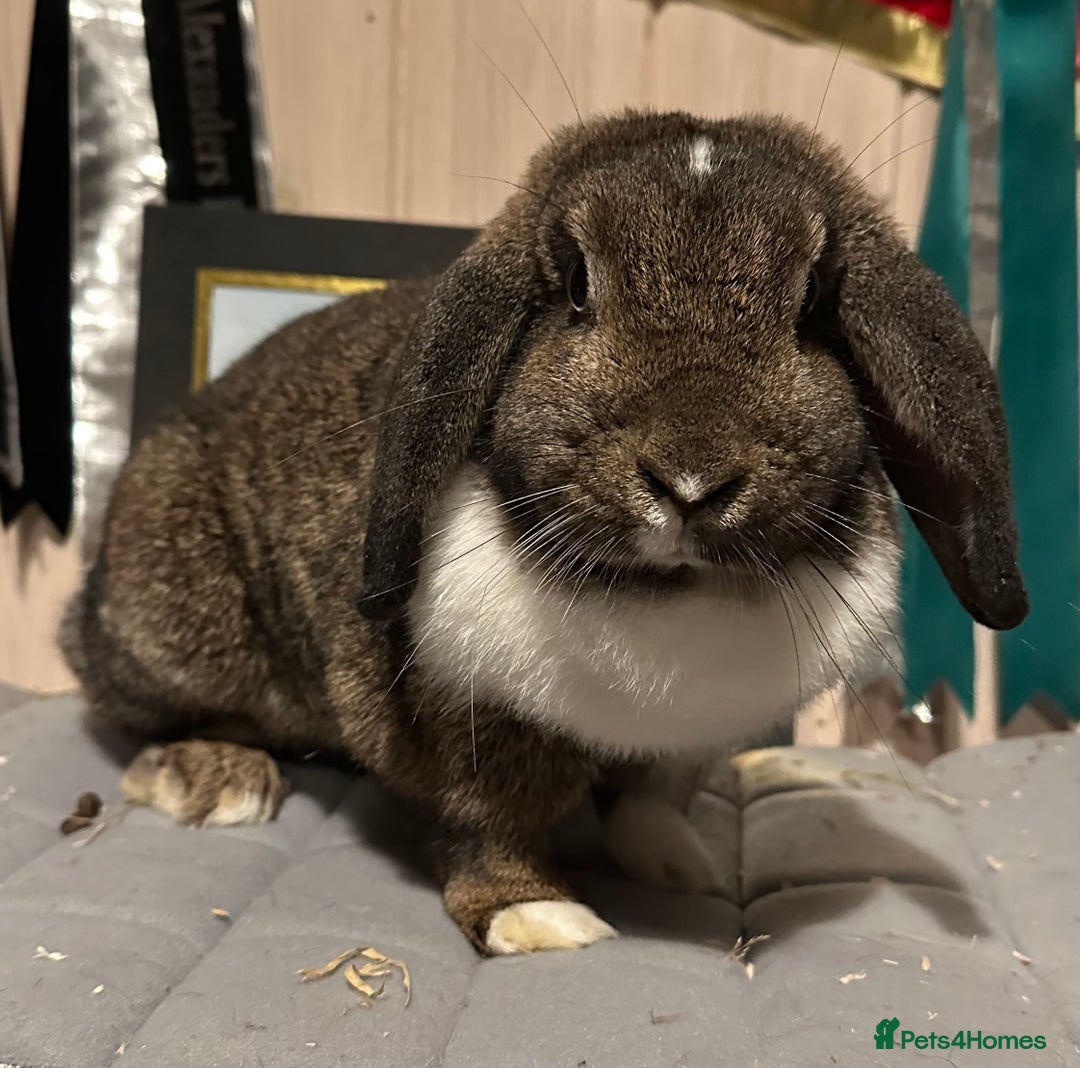 Mini Lop rabbits for sale: Two beautiful girls available  - Advert 3