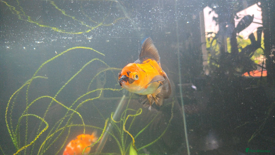 Fancy Goldfish fish for sale: Fancy goldfish looking for new home  - Image 3