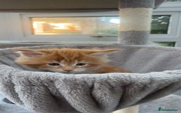 Maine Coon cats for sale: 2 Ginger Maine Coon females  - Image 21
