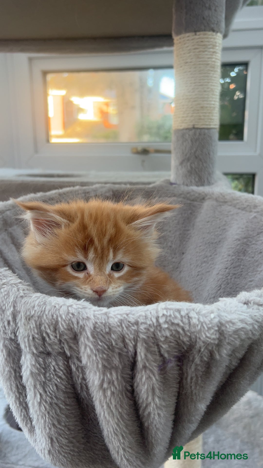Maine Coon cats for sale: 2 Ginger Maine Coon females  - Image 21