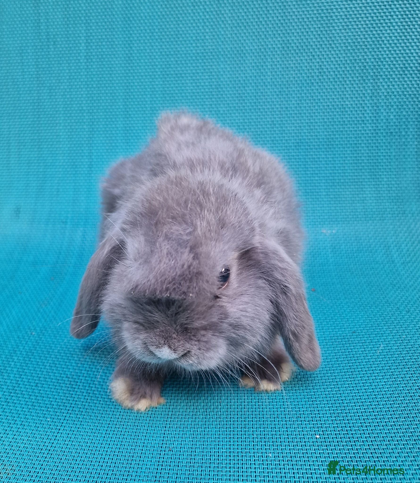 Mini Lop rabbits Mini lop babies - Advert 1