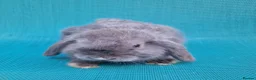 Mini Lop rabbits for sale: Mini lop babies - Advert 7
