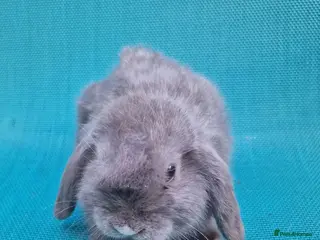 Mini Lop rabbits Mini lop babies - Advert 1