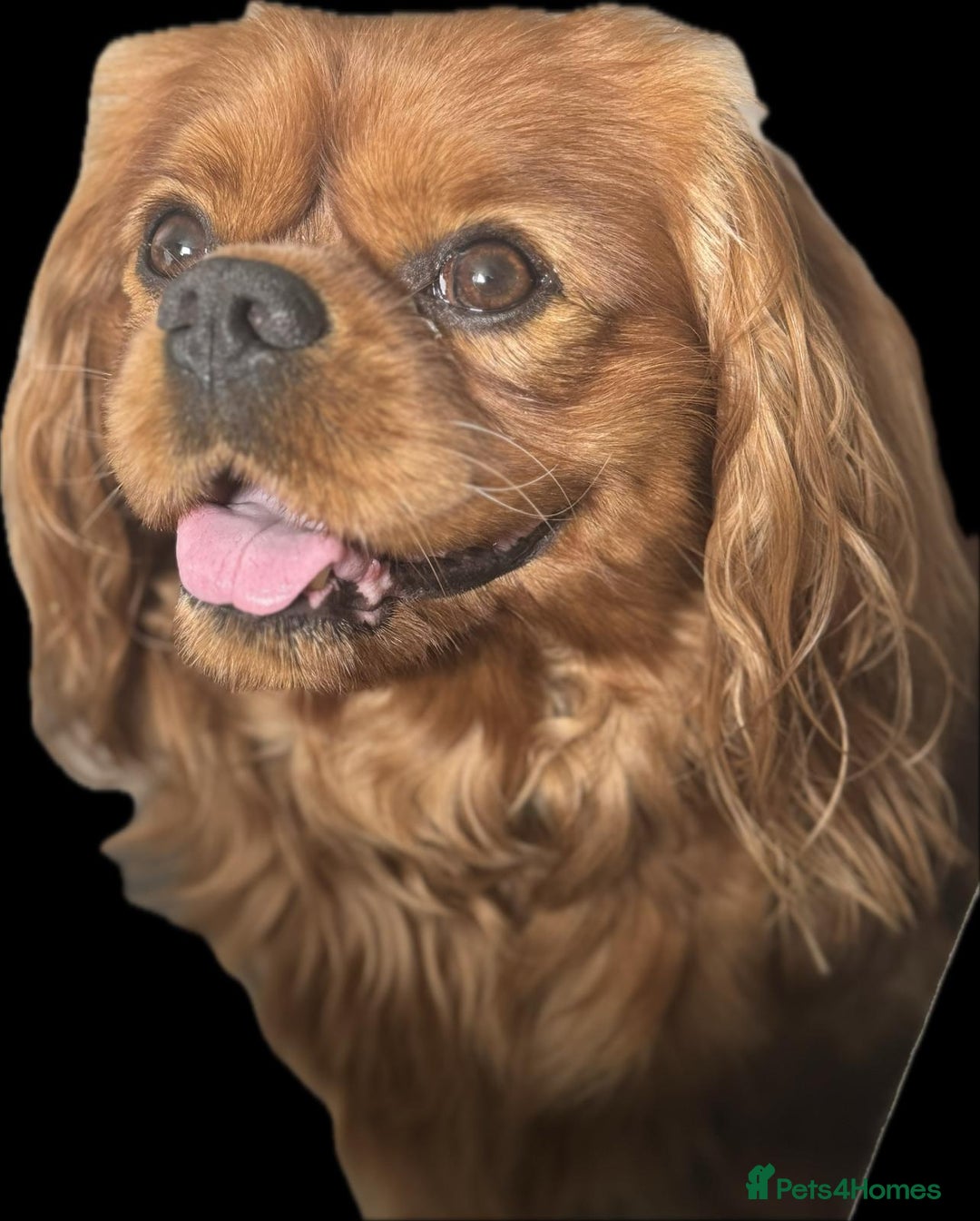 Cavalier King Charles Spaniel dogs for sale: Champion line Cavalier Pups -  **Waiting List** - Image 6