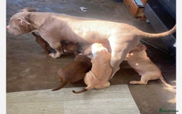 American Bully dogs for sale: 6 stunning American bully’s for sale  - Image 10