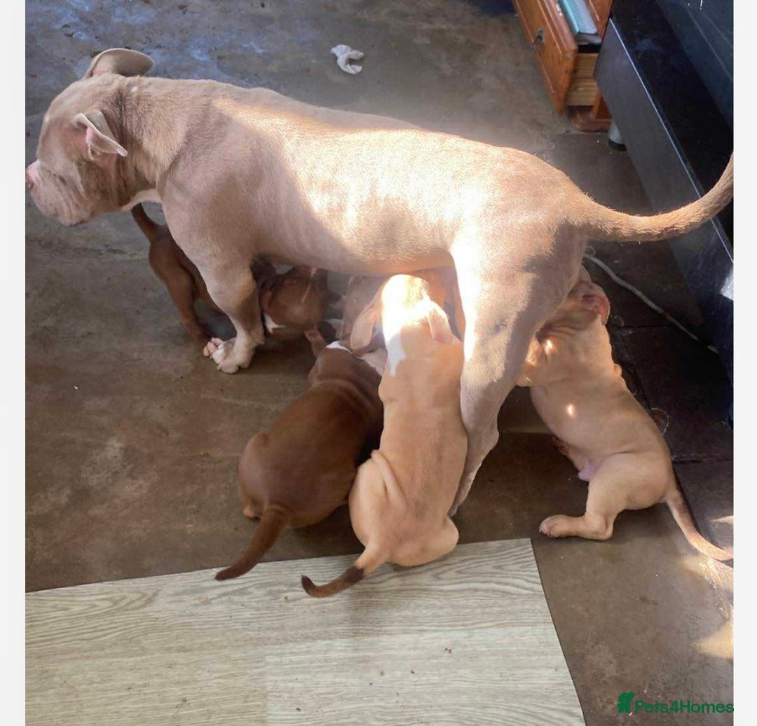 American Bully dogs for sale: 6 stunning American bully’s for sale  - Image 10