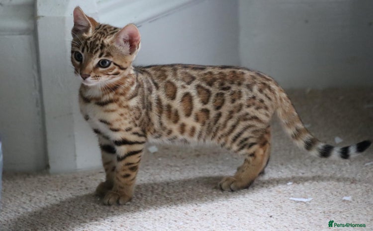 Bengal cats - Advert 1