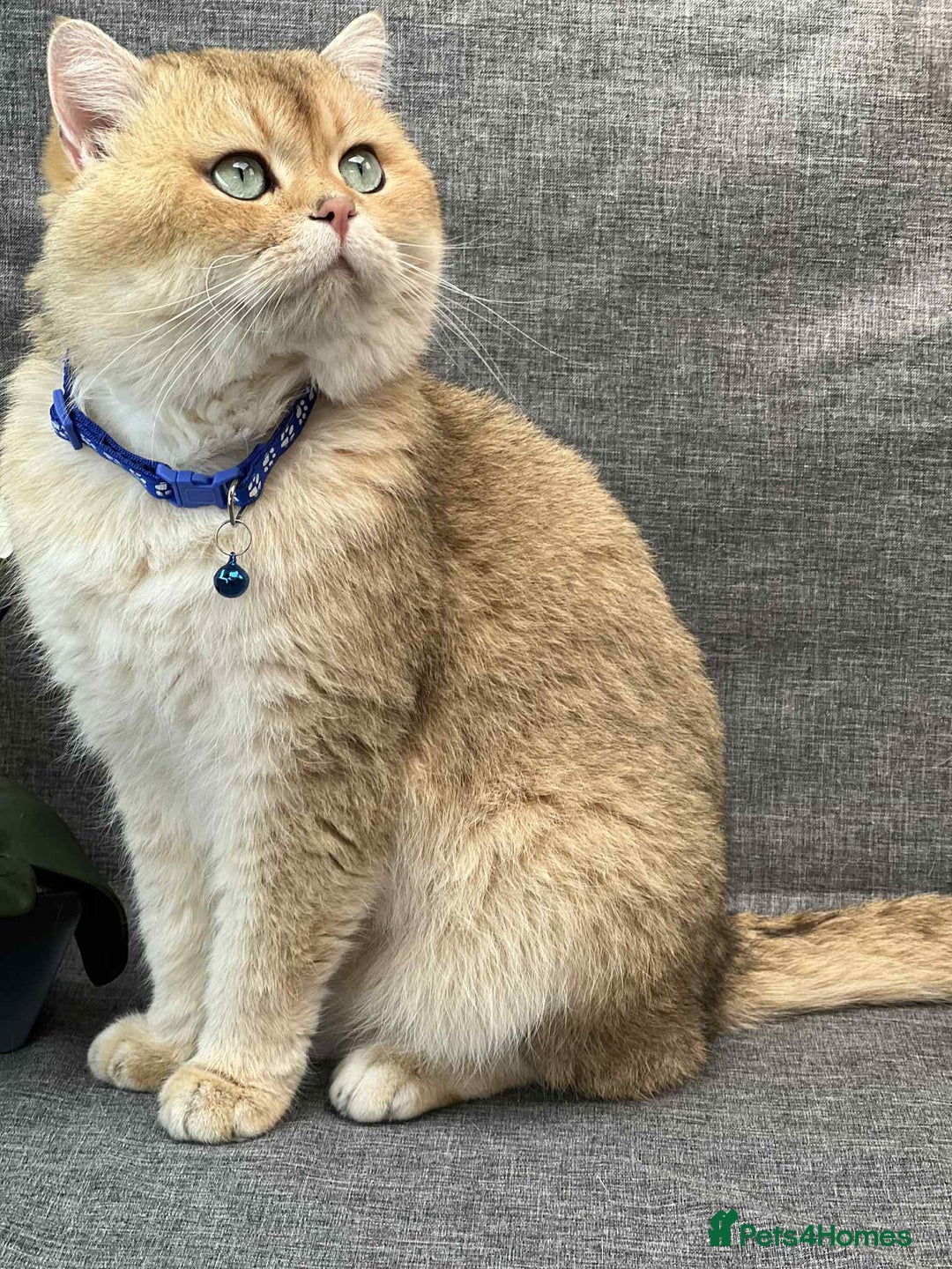 British Shorthair cats for sale: TICA Chunky Golden/Blue Golden BritishSH kittens  - Image 27
