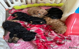 Cavapoo dogs for sale: Exceptional F1 Cavapoos. 5*  - Image 9
