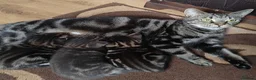 Mixed Breed cats for sale: Marble Bengal cross  - Advert 20