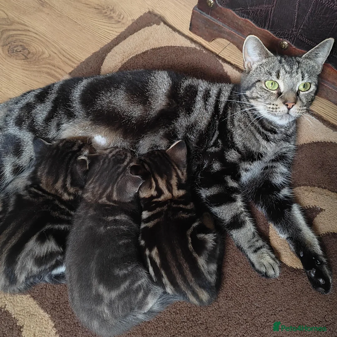 Mixed Breed cats for sale: Marble Bengal cross  - Advert 20