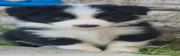 Border Collie dogs for sale: ​Border Collie Pups: Rare Slate Merle & B/W - Advert 12