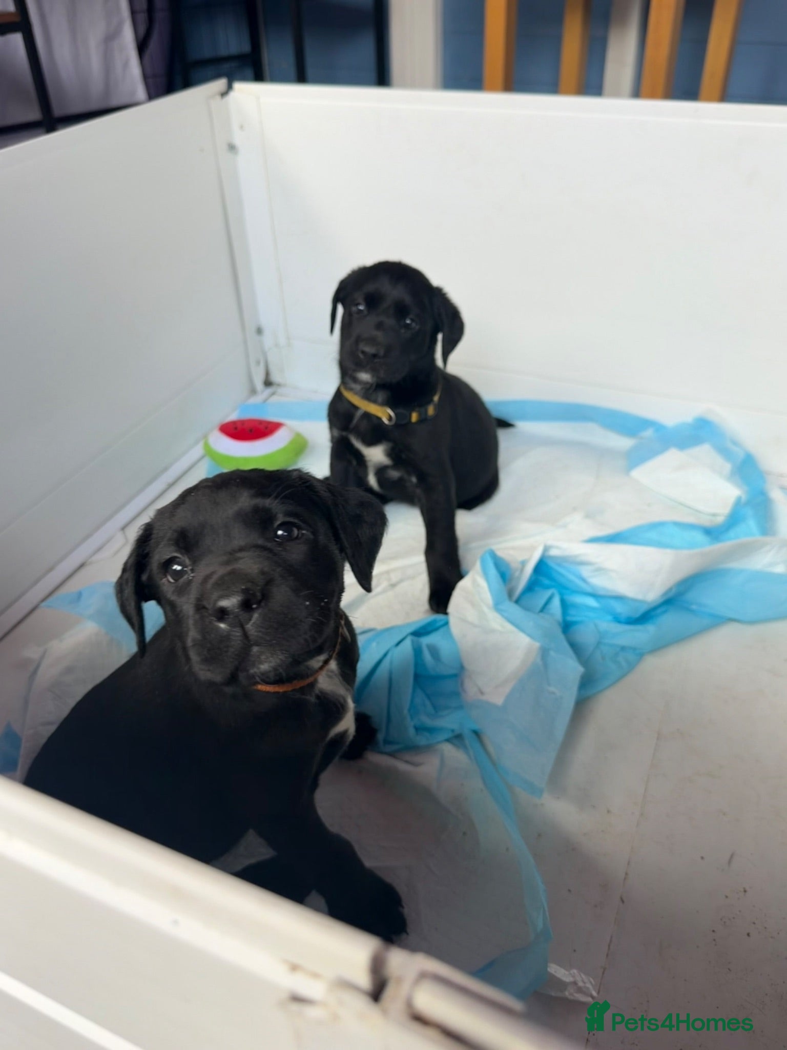 Labrador Retriever dogs Pedigree Black Labradors boys and girls  - Advert 9