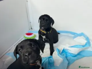 Labrador Retriever dogs Pedigree Black Labradors boys and girls - Advert 9